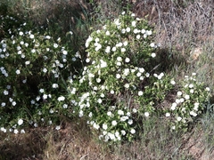 Cistus monspeliensis