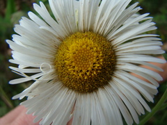 Leptostelma maximum