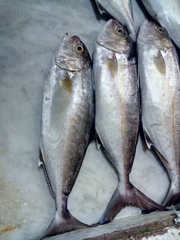 Seriola dumerili