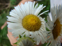 Leptostelma maximum