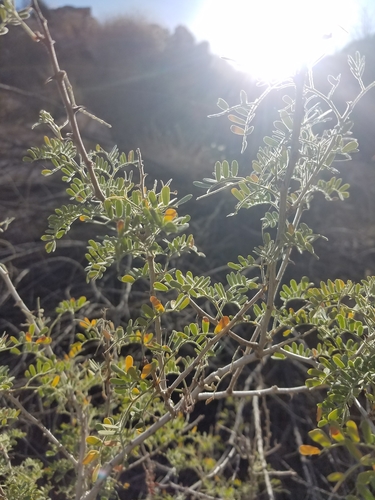 iNaturalist observation photo of Catclaw Acacia