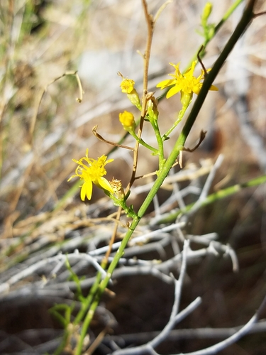 iNaturalist observation photo of matchweeds and snakeweeds