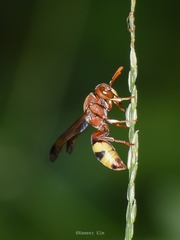 Antodynerus punctatipennis
