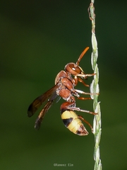 Antodynerus punctatipennis