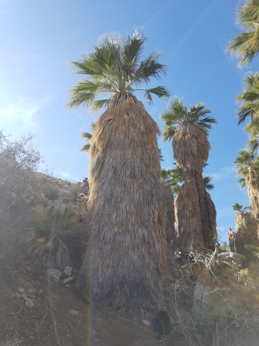 iNaturalist observation photo of California fan palm