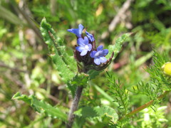 Anchusa arvensis orientalis