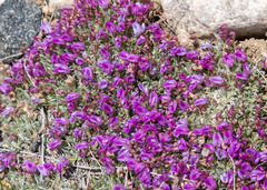 Astragalus spatulatus