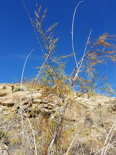 iNaturalist observation photo of saltcedar