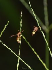 Antodynerus punctatipennis