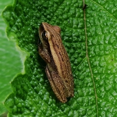 Scinax fuscomarginatus