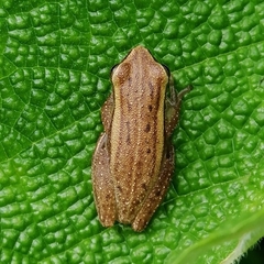 Scinax fuscomarginatus
