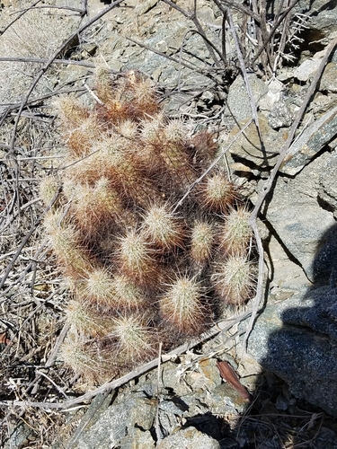 iNaturalist observation photo of Echinocereus engelmannii engelmannii