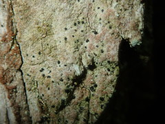 Arthonia arthonioides