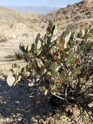 iNaturalist observation photo of jojoba