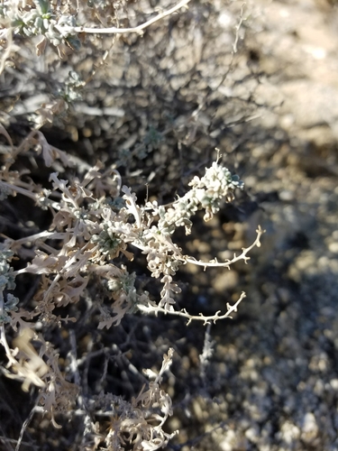 iNaturalist observation photo of Burrobush