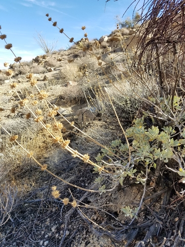 iNaturalist observation photo of bristle sage