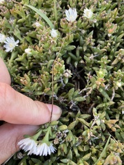 Delosperma uncinatum