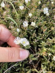 Delosperma uncinatum