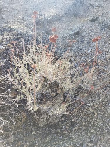 iNaturalist observation photo of California Buckwheat