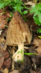 Morchella semilibera
