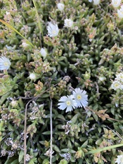 Delosperma uncinatum