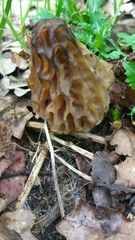 Morchella semilibera