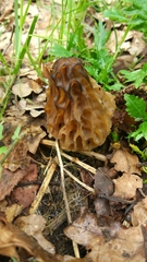 Morchella semilibera