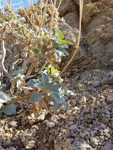 iNaturalist observation photo of Brittlebush