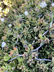 Delosperma uncinatum