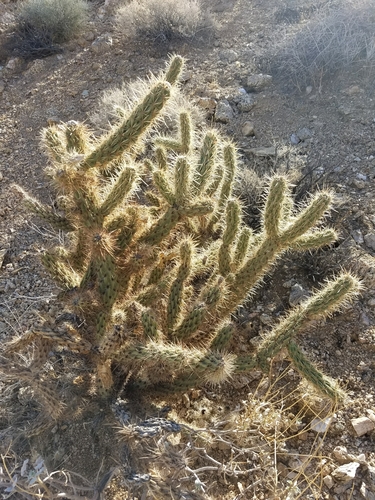 iNaturalist observation photo of Gander's cholla