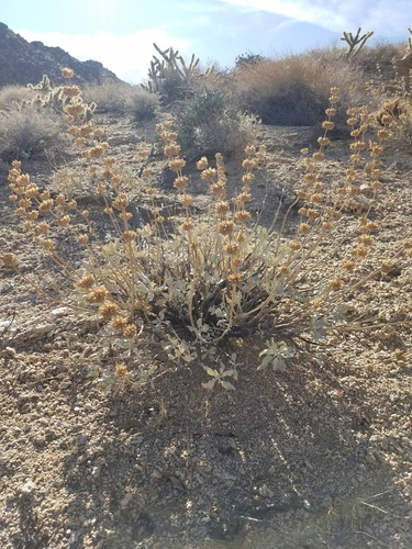 iNaturalist observation photo of bristle sage