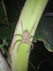Sparassidae