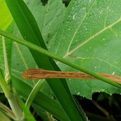 Thamnodynastes pallidus