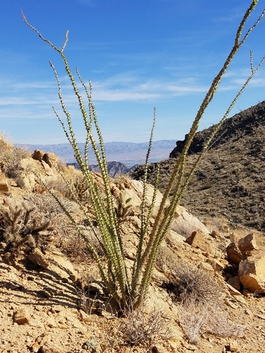 iNaturalist observation photo of ocotillo