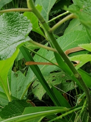 Thamnodynastes pallidus