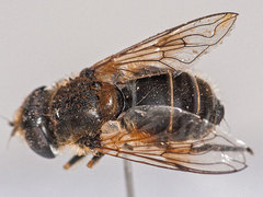 Eristalis arbustorum
