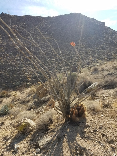 iNaturalist observation photo of ocotillo