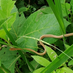 Thamnodynastes pallidus