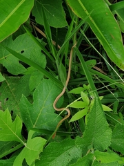 Thamnodynastes pallidus