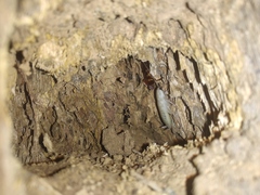 Periplaneta