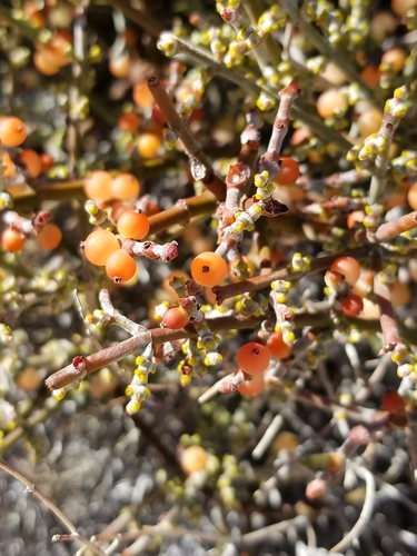iNaturalist observation photo of Mesquite Mistletoe
