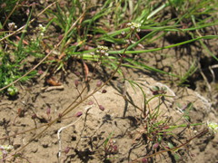 Hornungia procumbens