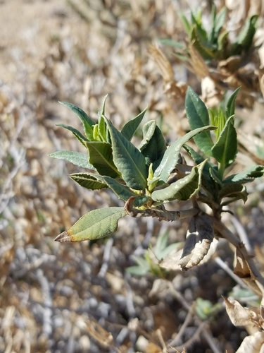 iNaturalist observation photo of American threefold