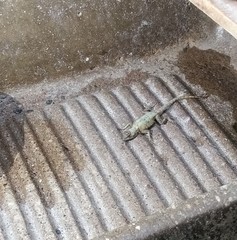 Sceloporus grammicus