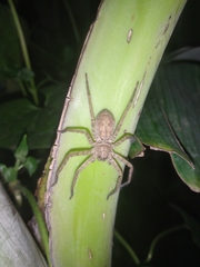 Sparassidae
