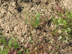 Hornungia procumbens