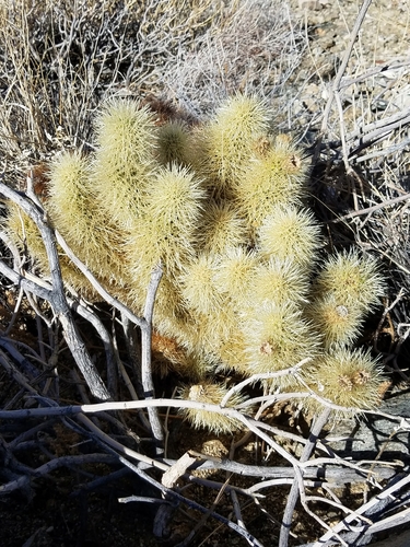 iNaturalist observation photo of Teddybear Cholla