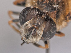 Eristalis arbustorum