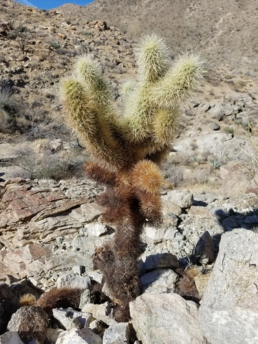 iNaturalist observation photo of Teddybear Cholla