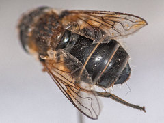 Eristalis arbustorum